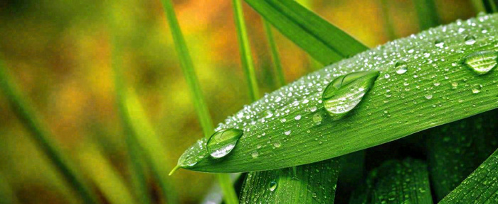夏天绿叶露水露珠萌芽清新，雨水白露谷雨摄影图(1712x704)
