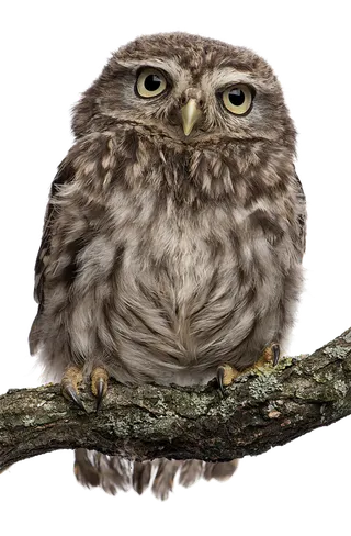 灰色猫头鹰