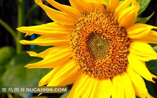 向日葵精美鲜花素材 向日葵精美鲜花素材