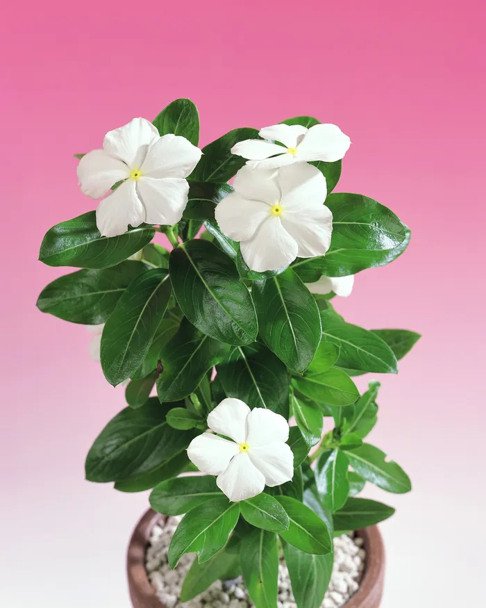 插花造型二八