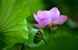 唯美荷花莲蓬鲜花图片素材