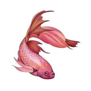 手绘烫金国潮中国风卡通锦鲤鱼金鱼插画装饰元素PSD设计素材