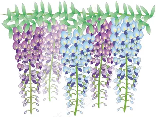 紫藤花卡通图片