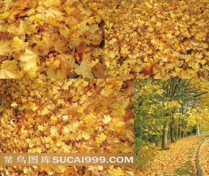 秋天的落叶高清摄影图片