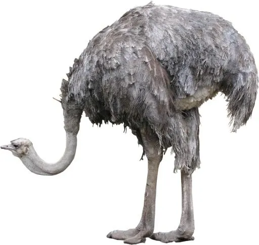 鸵鸟 PNG免抠(1480x1403)