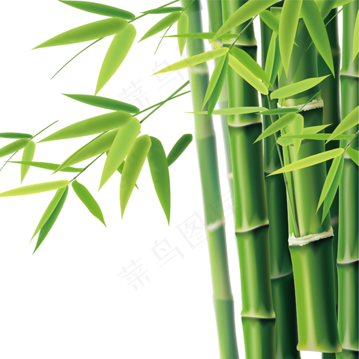 免抠实物竹子摄影图透明图层