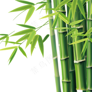 免抠实物竹子摄影图透明图层