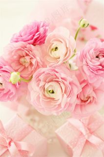 高清鲜花摄影素材图片