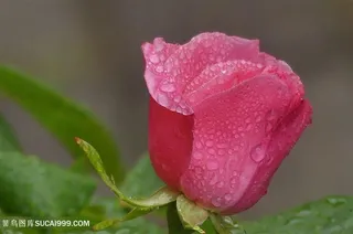 美丽带露珠红玫瑰图片