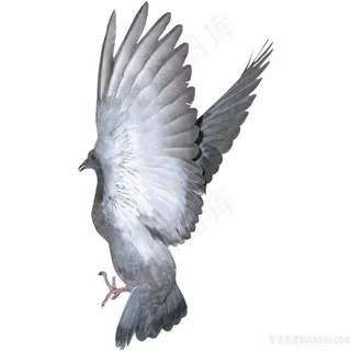 鸽子展开翅膀飞翔免抠图PNG空底图片 鸽子展开翅膀飞翔免抠图PNG空底图片