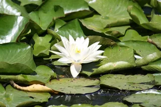 洁净的白睡莲图