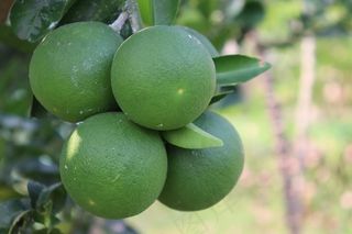 绿色柠檬水果图片
