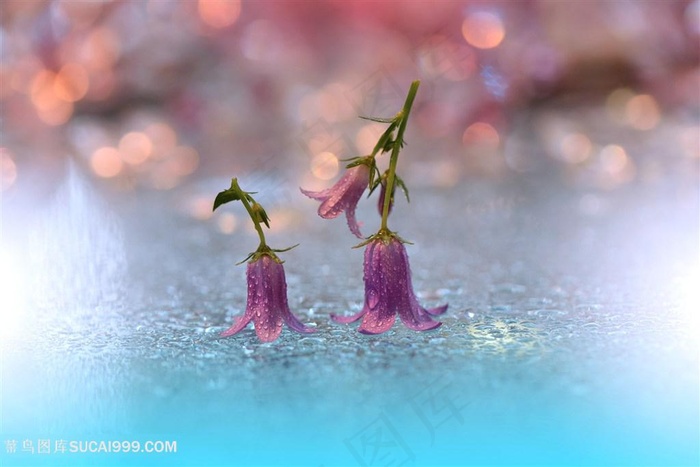 高清唯美梦幻紫色鲜花图片