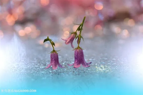 高清唯美梦幻紫色鲜花图片 高清唯美梦幻紫色鲜花图片