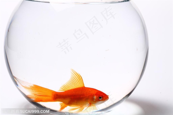 透明玻璃鱼缸和红色金鱼