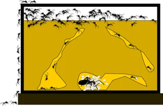 蚂蚁窝卡通简笔