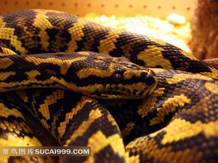 盘在一起的蟒蛇