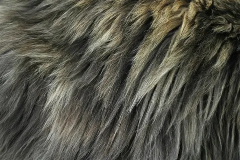 动物毛背景图片