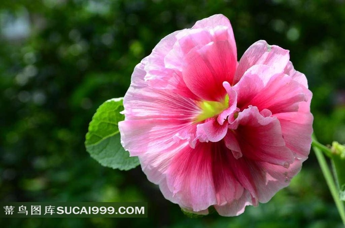 粉色漂亮的蜀葵花鲜花图片