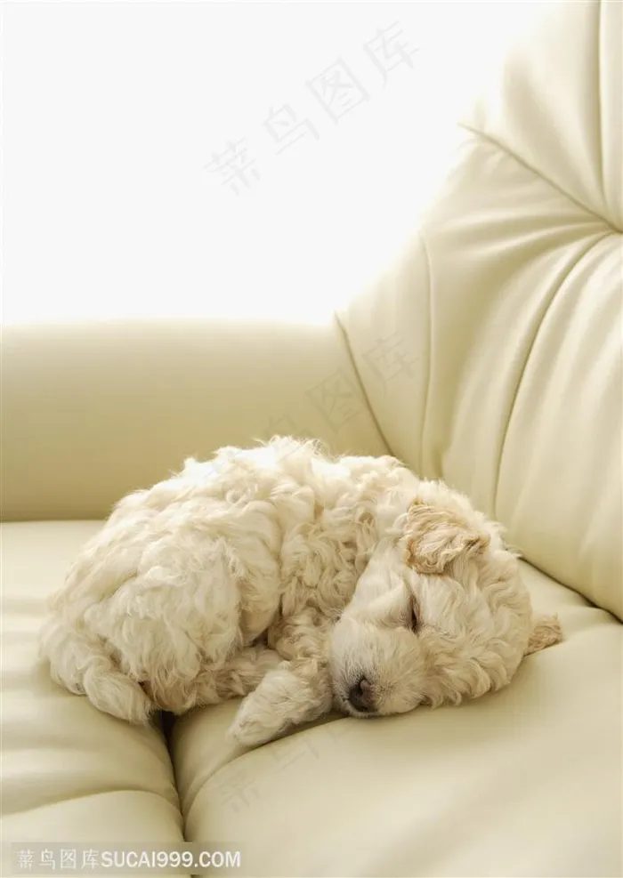 博美犬