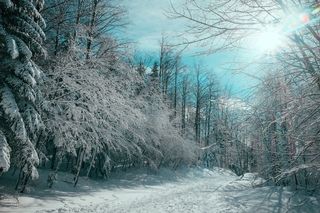 冬季森林雪景图