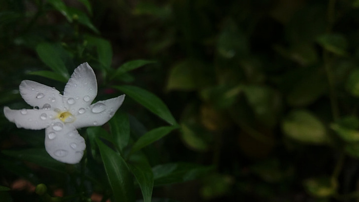 花朵 花束 植物 素材 (276)