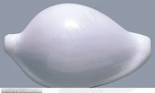精美贝壳-精美的白色贝壳