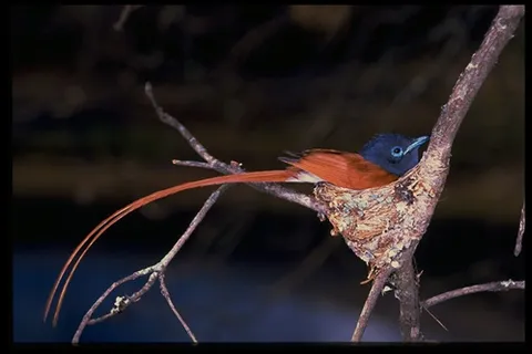 飞禽 294 飞禽 294