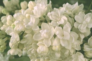 鲜花花束图片下载