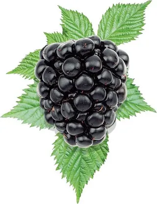 黑莓 PNG免抠