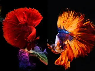 现代简约金色叶子植物晶瓷抽象