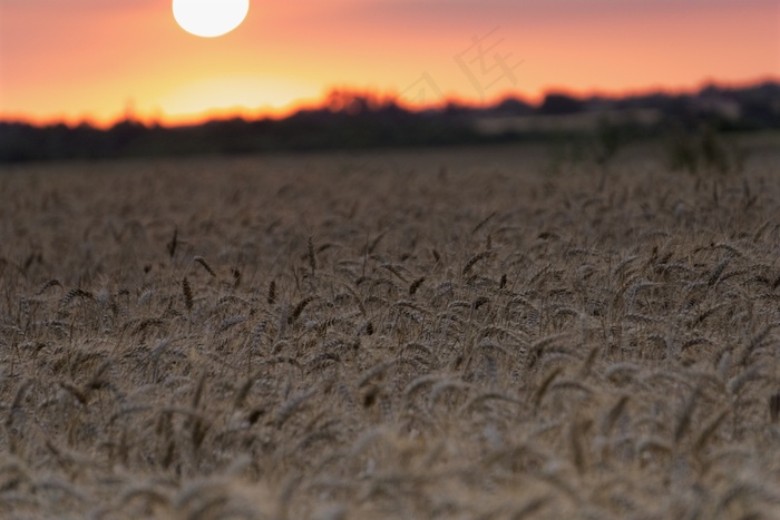 夕阳下小麦图片