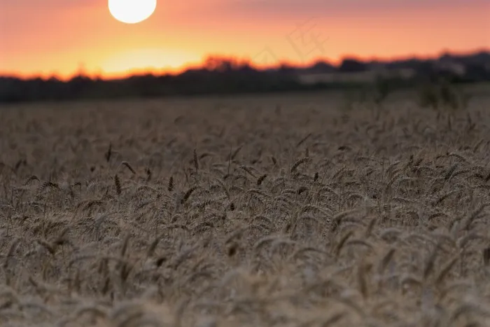 夕阳下小麦图片