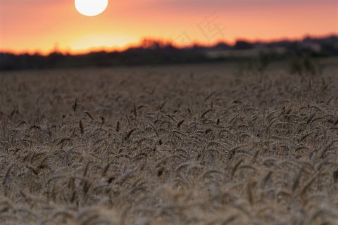 夕阳下小麦图片
