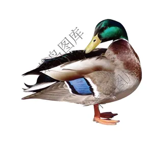 鸭子高清图片2