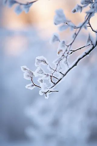 冬天树枝上挂满了雾凇雪摄影图