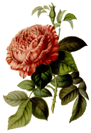 复古手绘植物花卉玫瑰花PNG免扣图案高清图片PS设计素材图