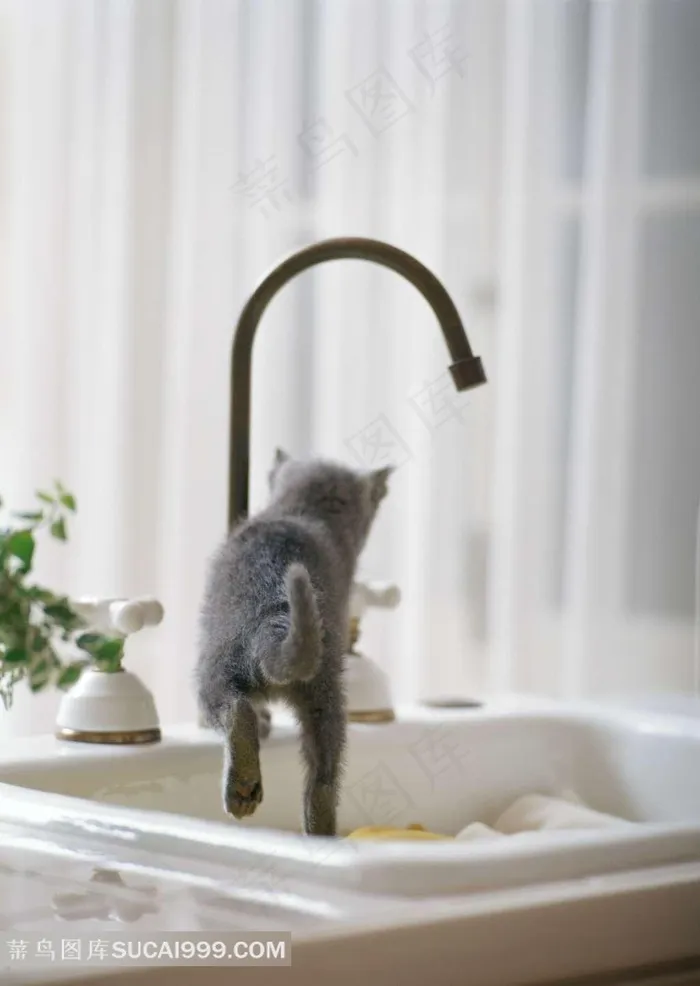 顽皮小灰猫摄影
