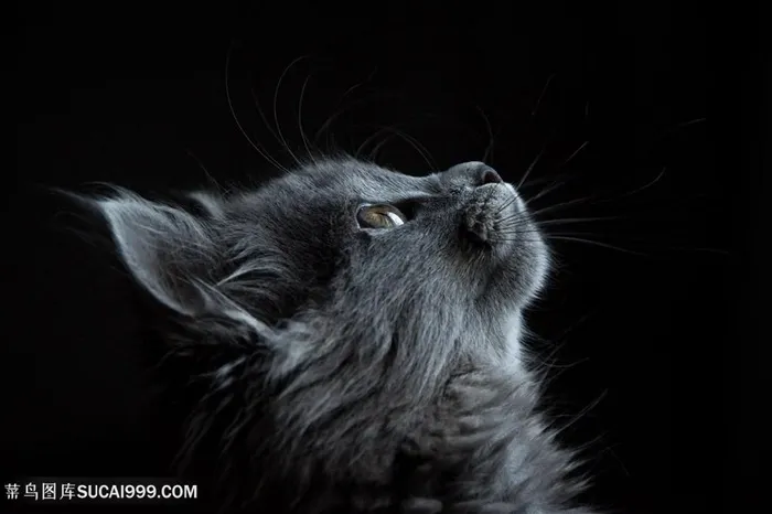 向上看的黑猫图片猫咪图片