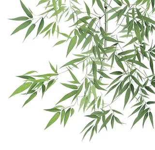 竹叶绿色元素