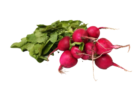 樱桃萝卜 (3)超市商品白底图免抠实物摄影png格式图片透明底