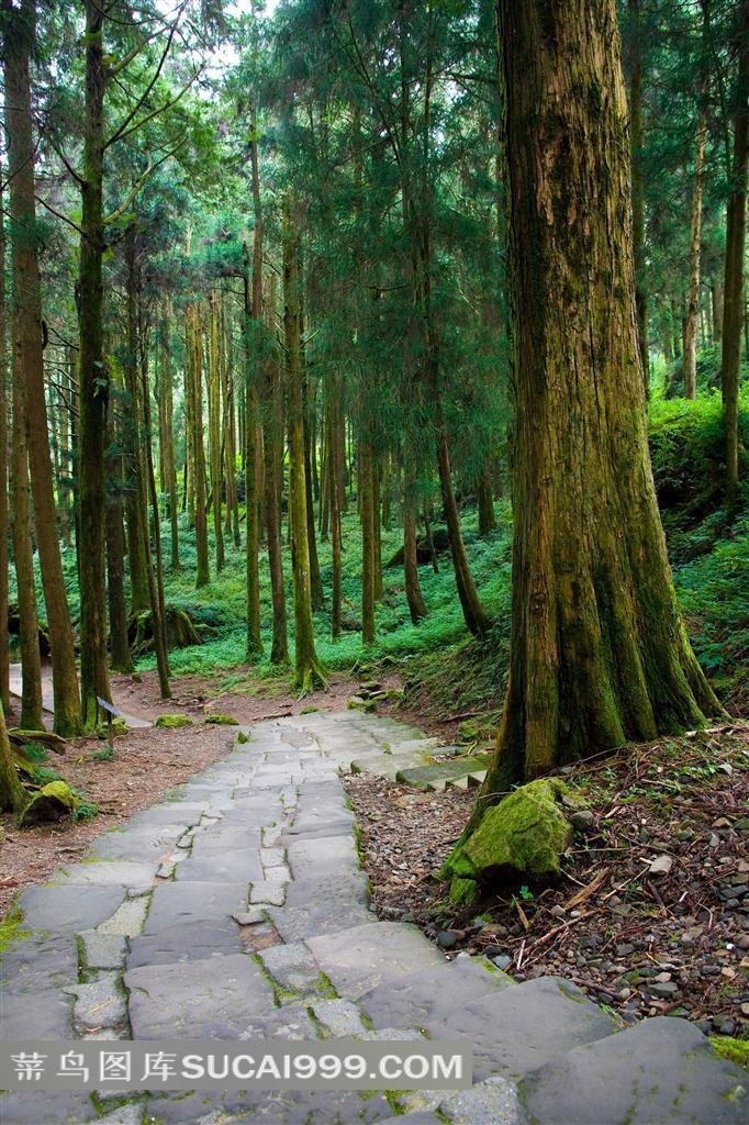 阿里山树林小道风景