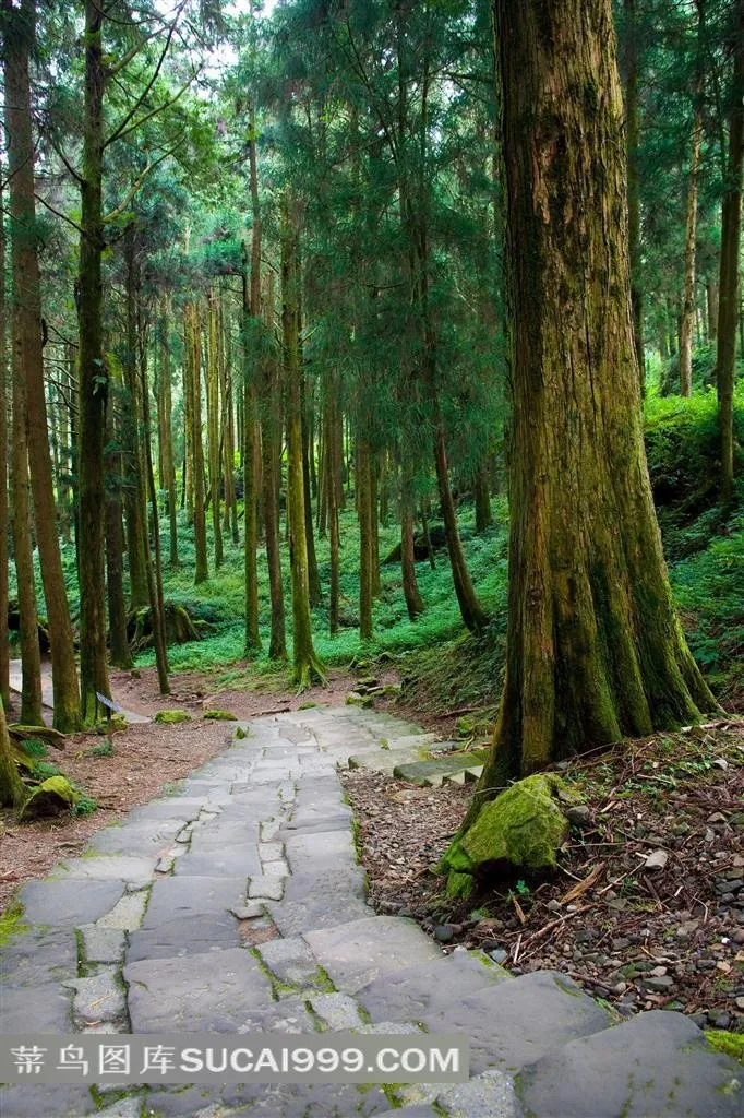 阿里山树林小道风景