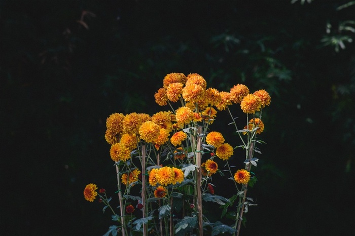 金黄色菊花壁纸