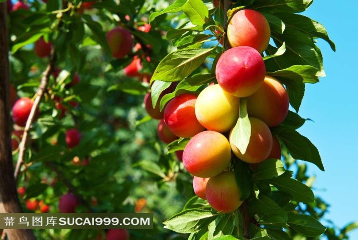 果树系列 - 树上香甜饱满的李子