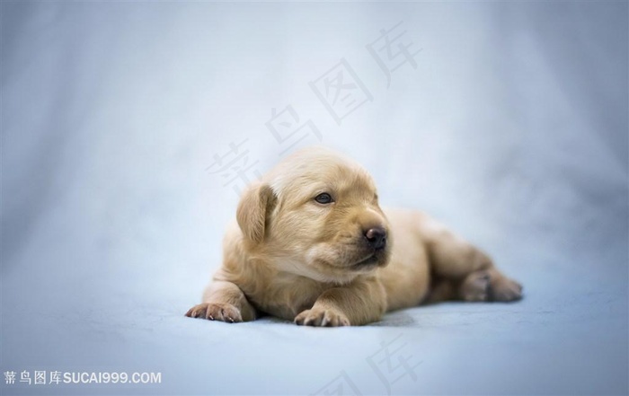 高清小奶狗拉布拉多狗狗图片