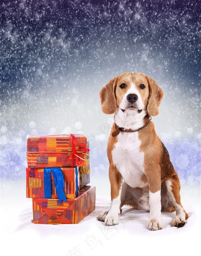 英国猎狐犬狗狗图片