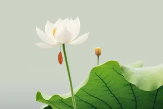 简约清新莲花背景