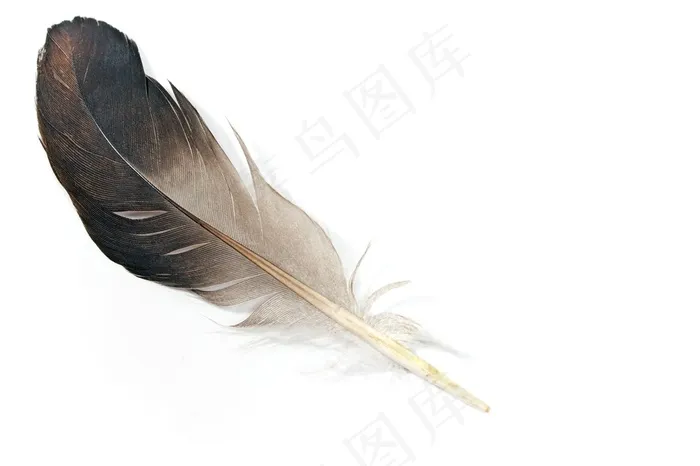 黑色渐变的羽毛高清图片