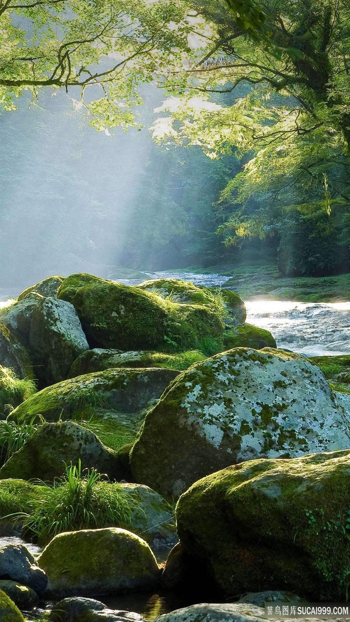 美景 森林美景 自然风光